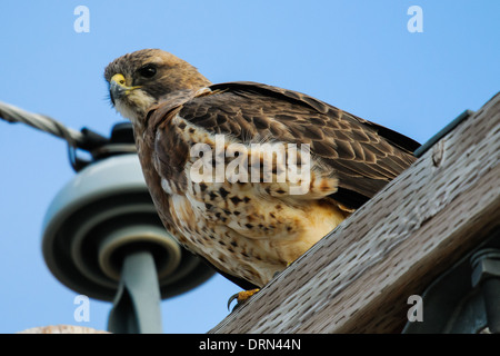 Swainson's Hawk perching on a telephone pole, Alberta Canada Stock Photo