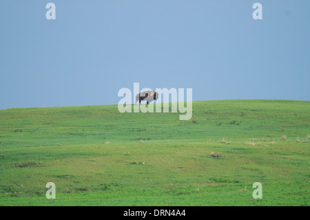 Plains Bison in Grasslands National Park, Saskatchewan, Canada Stock Photo