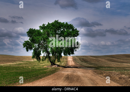 Large tree on the side of a country gravel road, Saskatchewan Canada Stock Photo