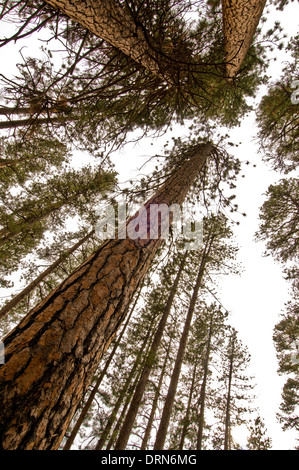 Ponderosa pine (Pinus ponderosa) forest in central Oregon near Sisters Stock Photo