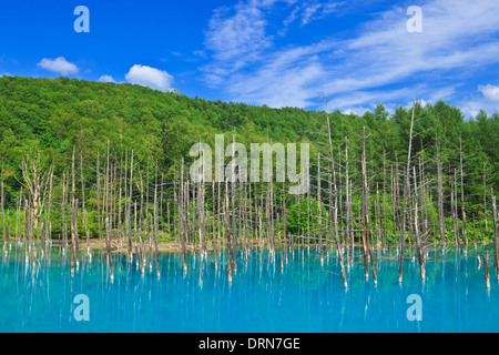 Trees were standing dead and the blue of the water Stock Photo