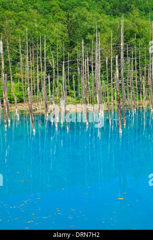 Trees were standing dead and the blue of the water Stock Photo