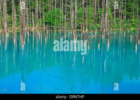 Trees were standing dead and the blue of the water Stock Photo