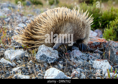 An Australian echidna, the spiny anteater foraging for insects Stock Photo