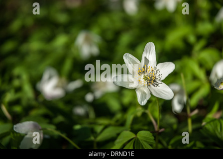 Wood Anemone (anemone nemorosa) flower macro. Stock Photo