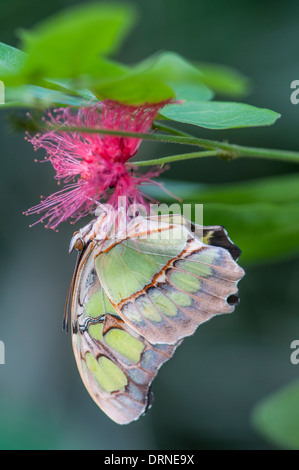 Malachite butterfly: Siproeta stelenes. On red flower. Stock Photo