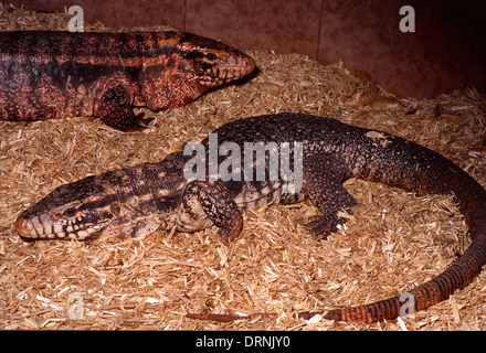 Argentine red tegu (Tupinambis rufescens), Teiidae, Argentine, Paraguay Stock Photo