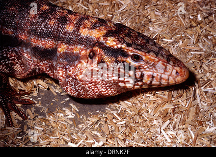 Argentine red tegu (Tupinambis rufescens), Teiidae, Argentine, Paraguay Stock Photo