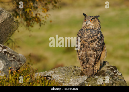 Eagle Owl,, Bubo bubo on a rock and in between vegetation in its natural habitat looking straight in to the camera.
