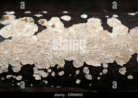 Bleeding Broadleaf Crust Stereum rugosum Stock Photo