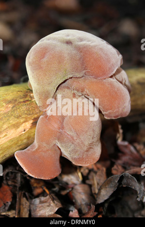 Jelly Ear Fungi Auricularia auricula -judae Stock Photo