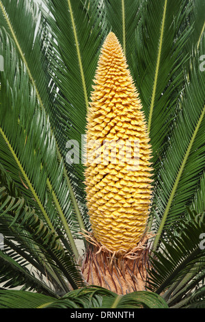 Leaves and Male Cone of Cycas Revoluta Plant Stock Photo - Alamy