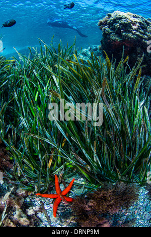 Posidonia oceanica is not an algae is a plant that is protected in the Mediterranean for its biological importance Stock Photo