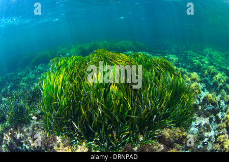 Posidonia oceanica is not an algae is a plant that is protected in the Mediterranean for its biological importance Stock Photo