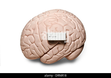Brain with computer keys Stock Photo