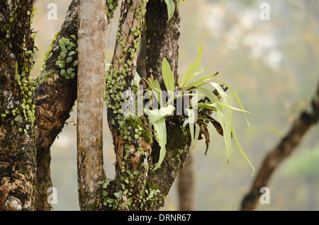 beautiful Bird’s nest Fern (Asplenium nidus) in forest of Thailand Stock Photo