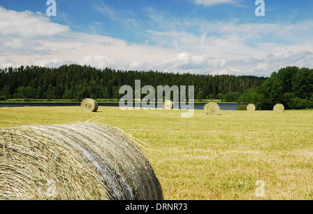 Gathered field with straw bales Stock Photo