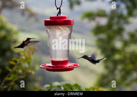 Humming birds of two species, approaching feeding station. Costa Rica. Stock Photo