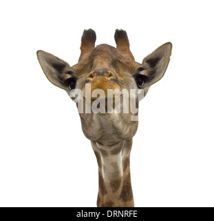 Giraffe (head) look directly on the isolated white background Stock Photo