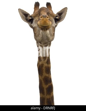 Giraffe (head) look directly on the isolated white background Stock Photo