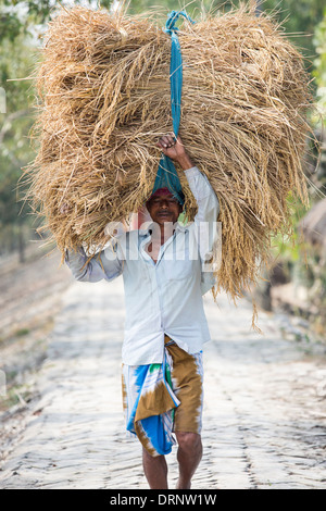 Rice crops harvested, and being carried by hand in the Sunderbans, Ganges, Delta, India. Stock Photo