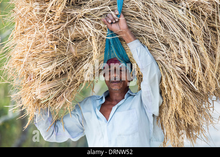 Rice crops harvested, and being carried by hand in the Sunderbans, Ganges, Delta, India. Stock Photo