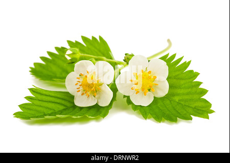 strawberry flowers and leaves isolated on white Stock Photo