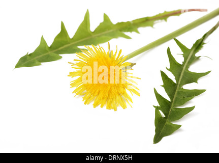 dandelion with flower isolated on white Stock Photo