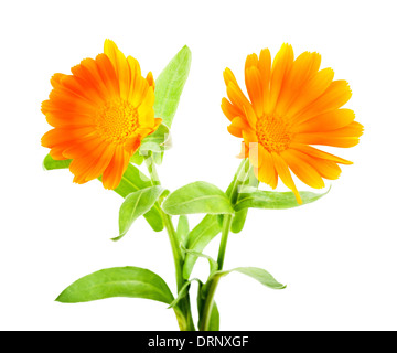 Calendula flowers isolated on white Stock Photo