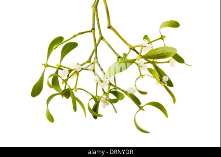 mistletoe branch with berries isolated on white Stock Photo