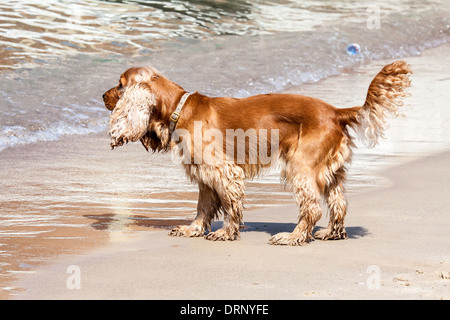 Cocker spaniel on the beach Stock Photo