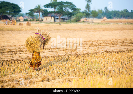 Rice crops harvested, and being carried by hand in the Sunderbans, Ganges, Delta, India. Stock Photo