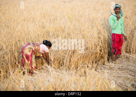 Rice crops harvested by hand in the Sunderbans, Ganges, Delta, India. Stock Photo