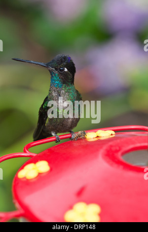Magnificent Hummingbird (Eugenes fulgens). Costa Rica. Stock Photo