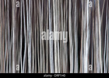 Tree trunks of Silver birch / common birch / white birches (Betula pendula / Betula alba) trees in forest, Sweden, Scandinavia Stock Photo