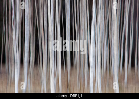 Tree trunks of Silver birch / common birch / white birches (Betula pendula / Betula alba) trees in forest, Sweden, Scandinavia Stock Photo