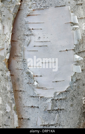 Silver birch / common birch / white birch (Betula pendula / Betula alba) close up of white bark on tree trunk Stock Photo