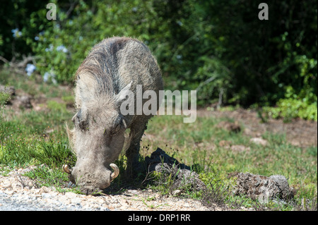 Warthog (Phacochoerus africanus) eating grass in a meadow with flowers, Addo Elephant National Park, Eastern Cape, South Africa Stock Photo
