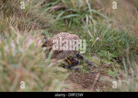 Kestrel; Falco tinnunculus; Juvenile; Male; Feeding on Wren; UK Stock Photo