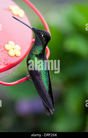 Magnificent Hummingbird (Eugenes fulgens). Costa Rica. Stock Photo
