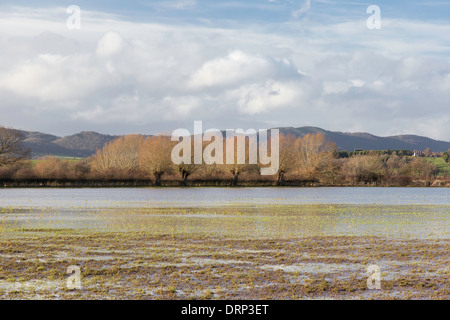 Flooded meadows on Longdon Marsh and the distant Malvern Hills, Worcestershire, England, UK Stock Photo
