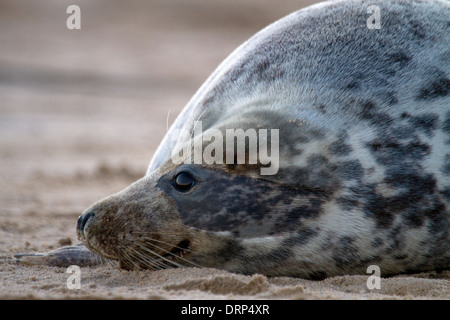 Female Grey Seal, Halichoerus grypus portrait on the beach Stock Photo