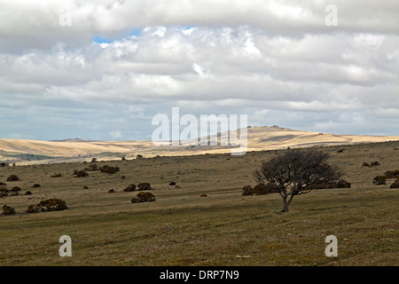View on Dartmoor National Park, a huge area of moorland and granite hilltops in South Devon, England, Great Britain, UK. Stock Photo