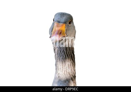 Grey goose face closeup on a white background Stock Photo