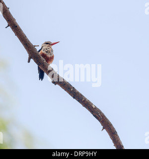 African Pygmy Kingfisher, Samburu, Kenya Stock Photo