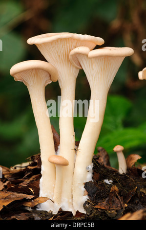 Common Funnel (Clitocybe gibba) fungi, growing through leaf litter in Clumber Park, Nottinghamshire. September. Stock Photo