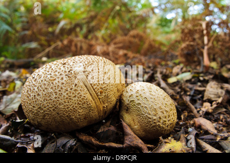 Common Earthball (Scleroderma citrinum) growing in leaf litter in Clumber Park, Nottinghamshire. September. Stock Photo