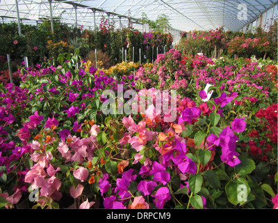 Various colors of Bougainvillea plants blossoming in a nursery hot house. Stock Photo