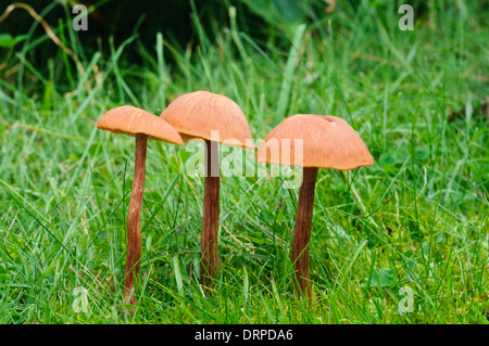 The Deceiver (Laccaria laccata), three fruiting bodies growing in grassland in Clumber Park, Nottinghamshire. September. Stock Photo