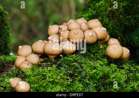 Stump Puffballs (Lycoperdon pyriforme), group of fruiting bodies growing on a moss-covered tree stump at Potteric Carr Stock Photo